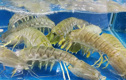 海鲜怎么进口报关？有哪些注意事项？